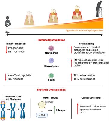 Cellular Mechanisms of Inflammaging and Periodontal Disease